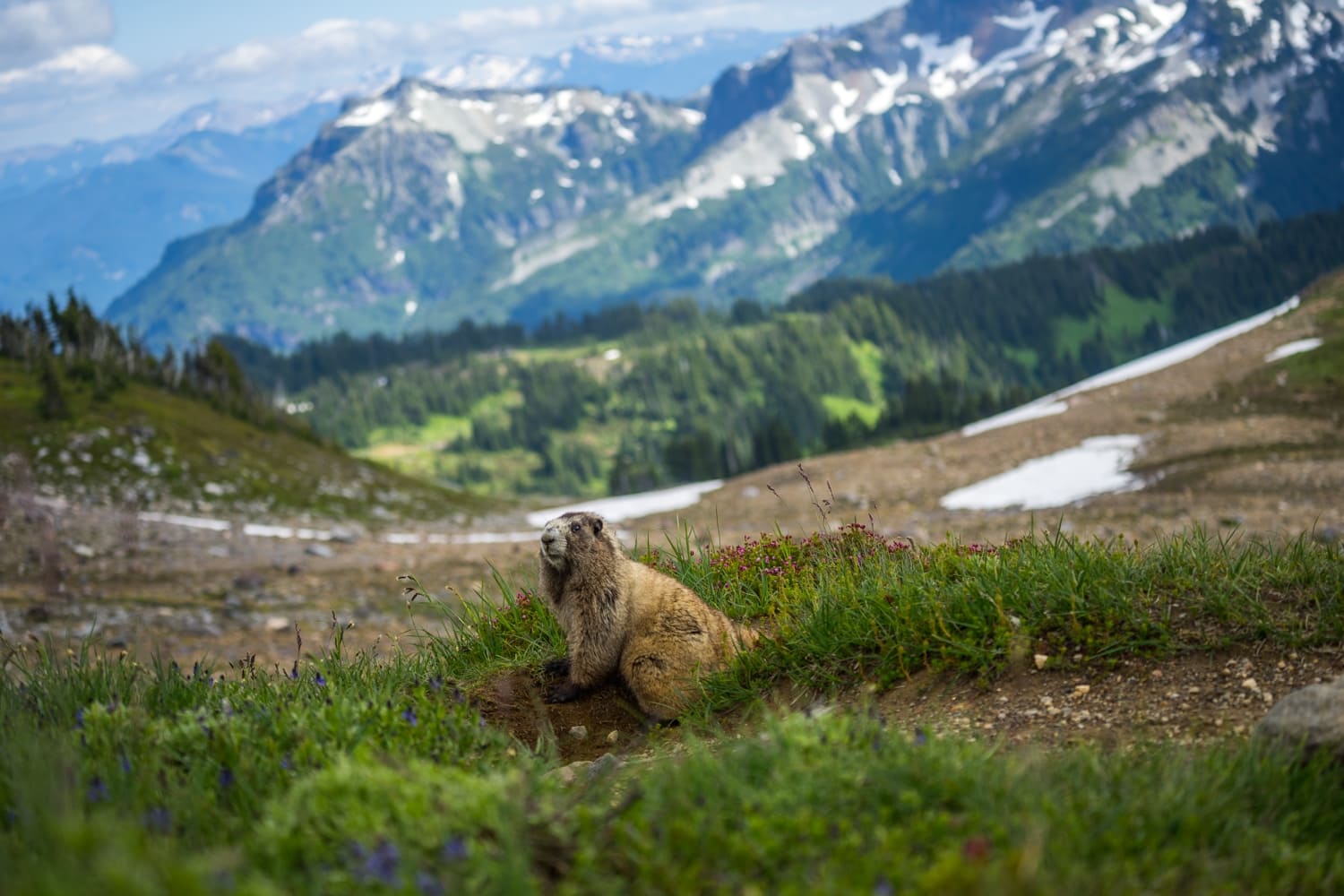 Mount Rainier Marmot Elopement Packages