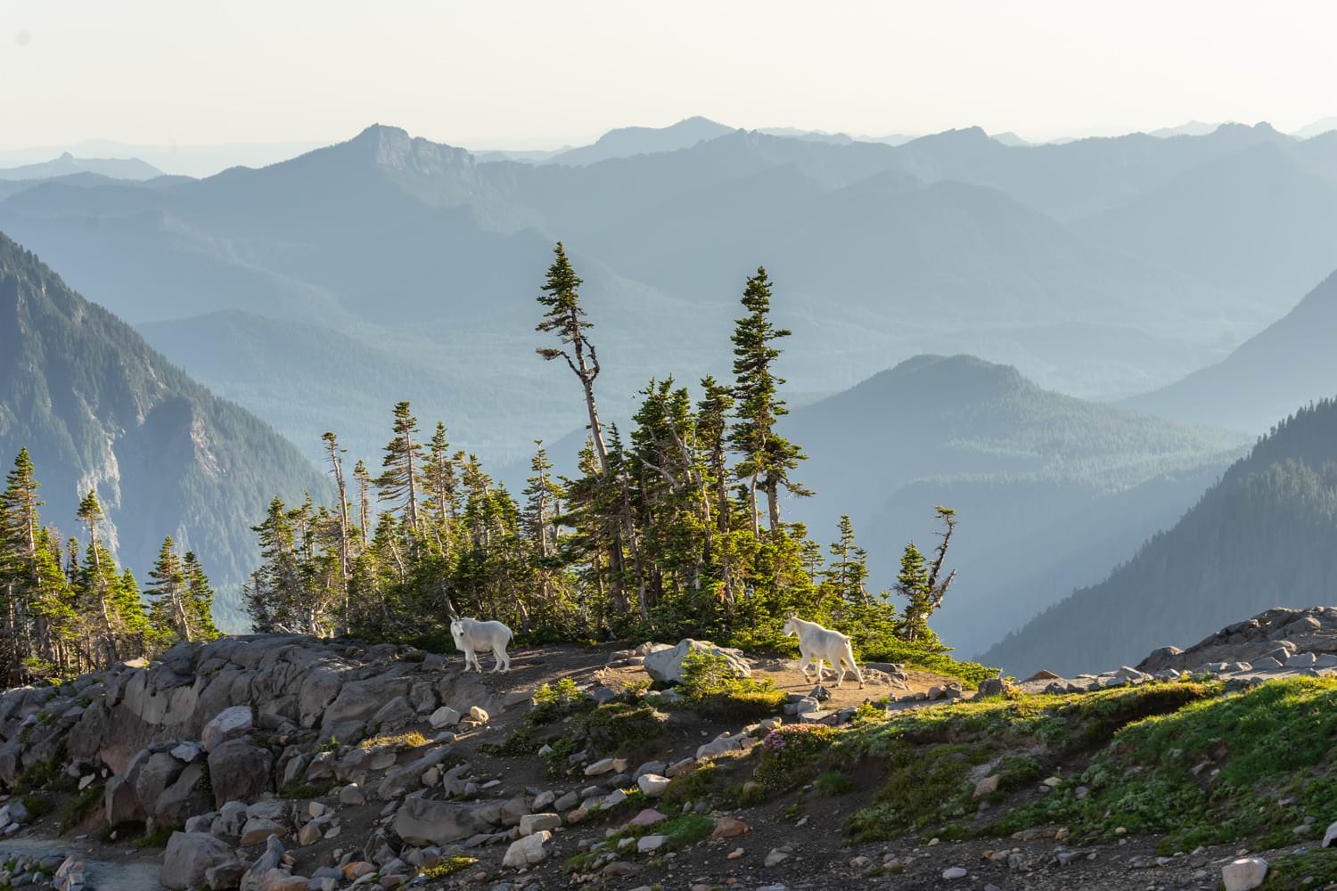 Mount Rainier Mountain Goats Elopement Packages