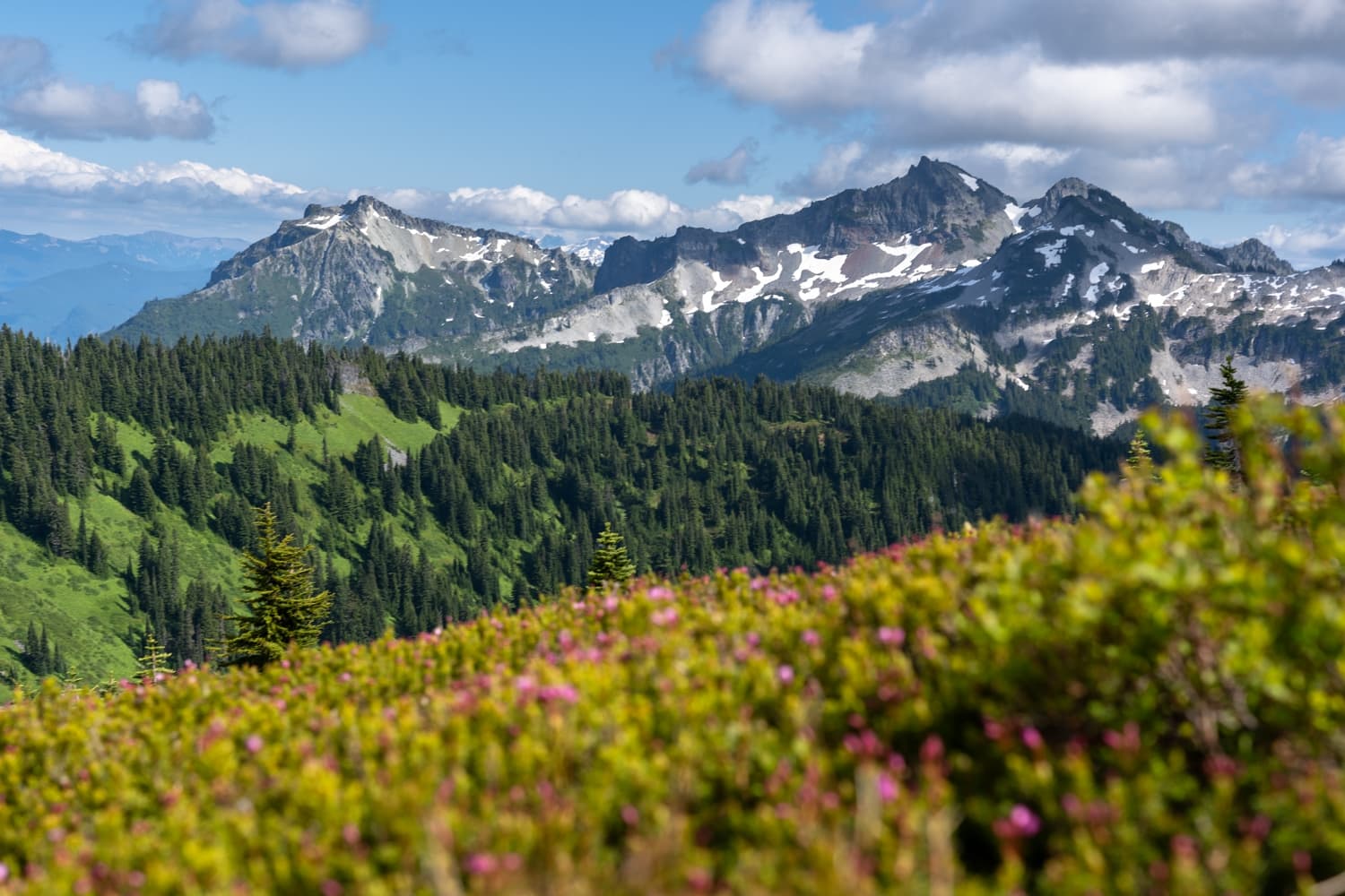 Mount Rainier Wild Flowers Elopement Packages