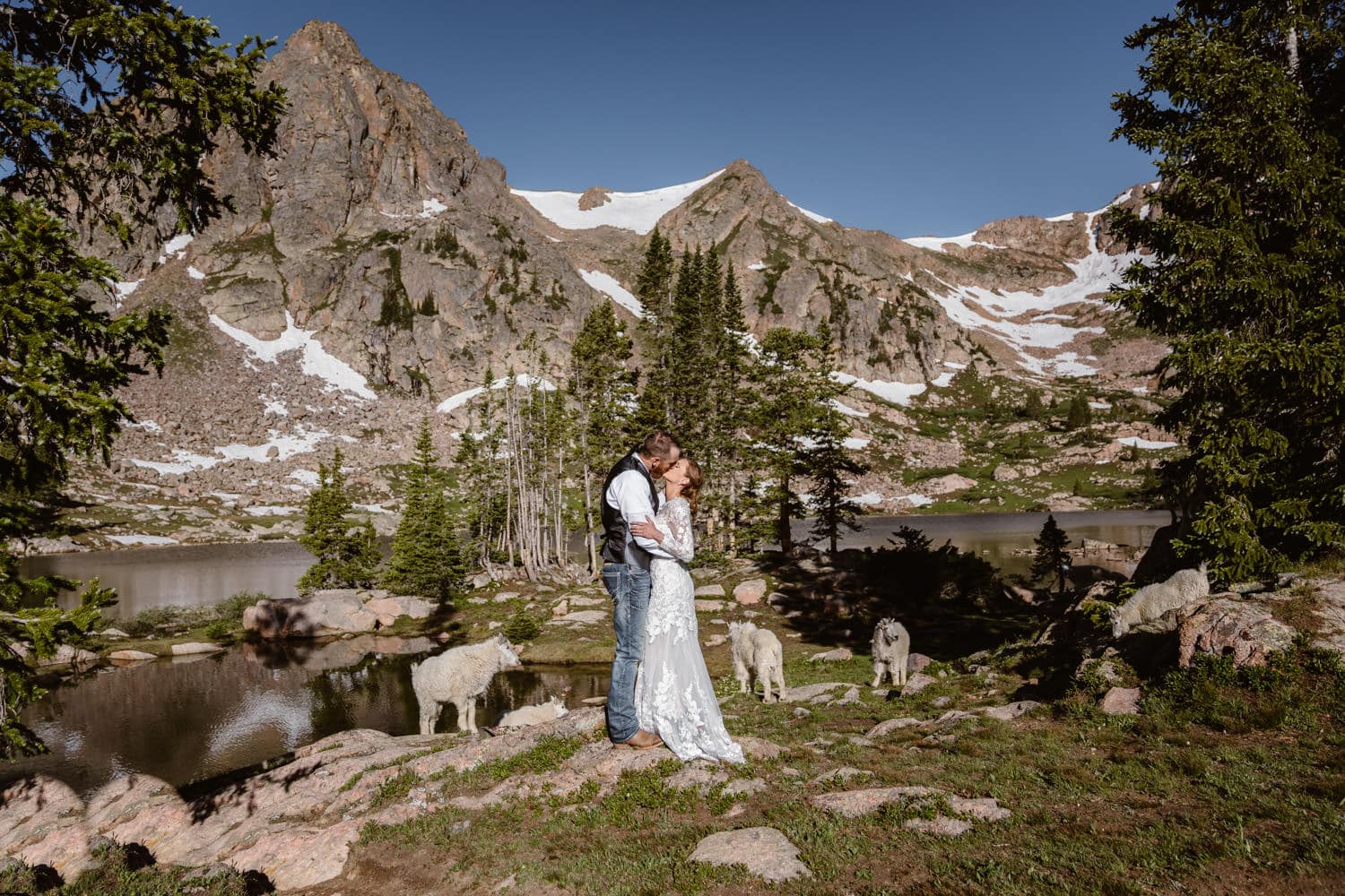 Bride and groom kissing with mountain goats surrounding them.